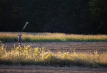 A Dove Hunt for the Ages Man shooting in a field on a dove hunt