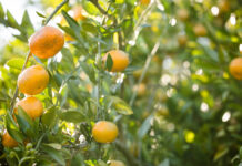 Satsumas: The Christmas Orange