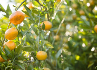 Satsumas: The Christmas Orange