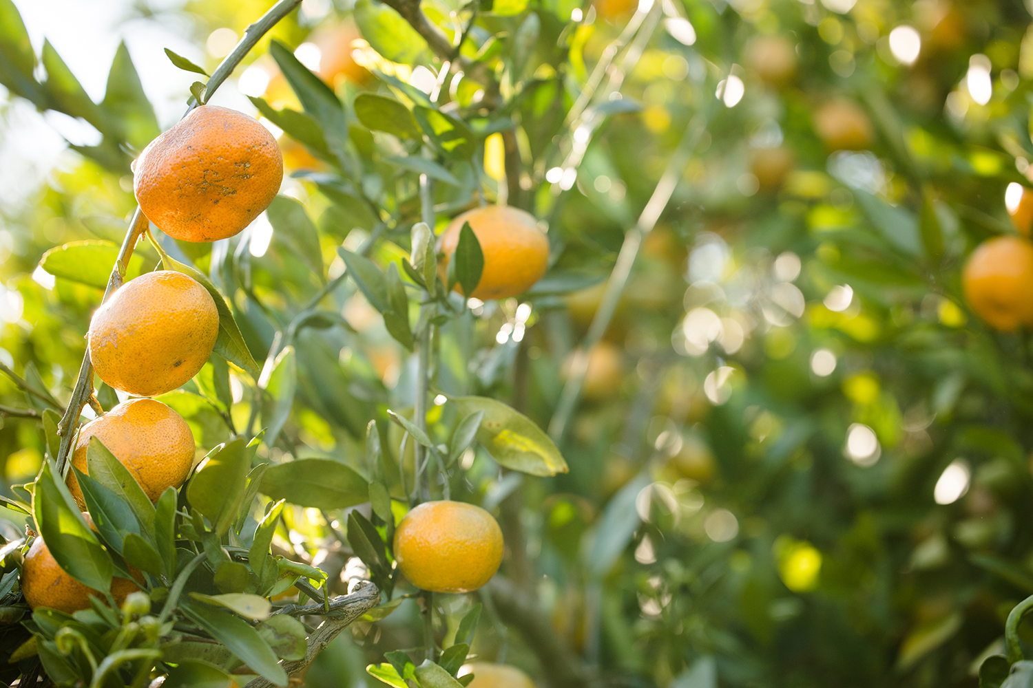 Satsumas growing on a tree