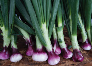 A Chef’s Guide to Spring Produce