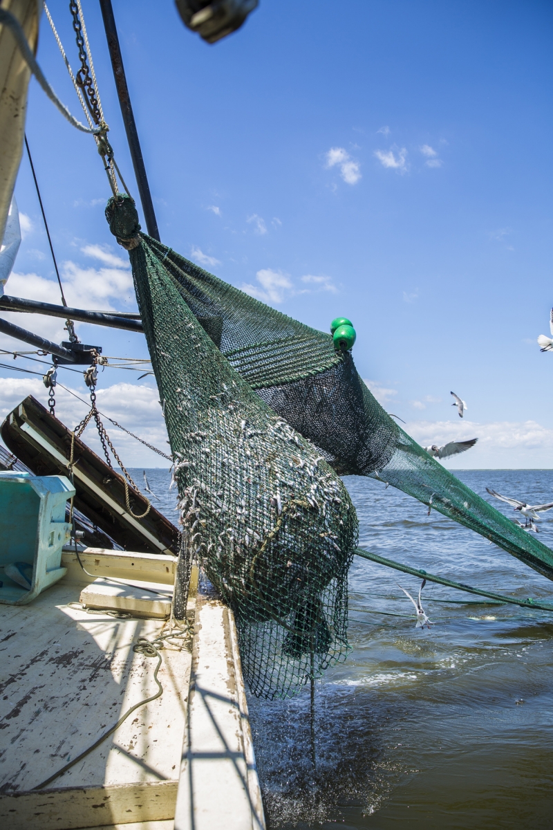  Shrimp Net