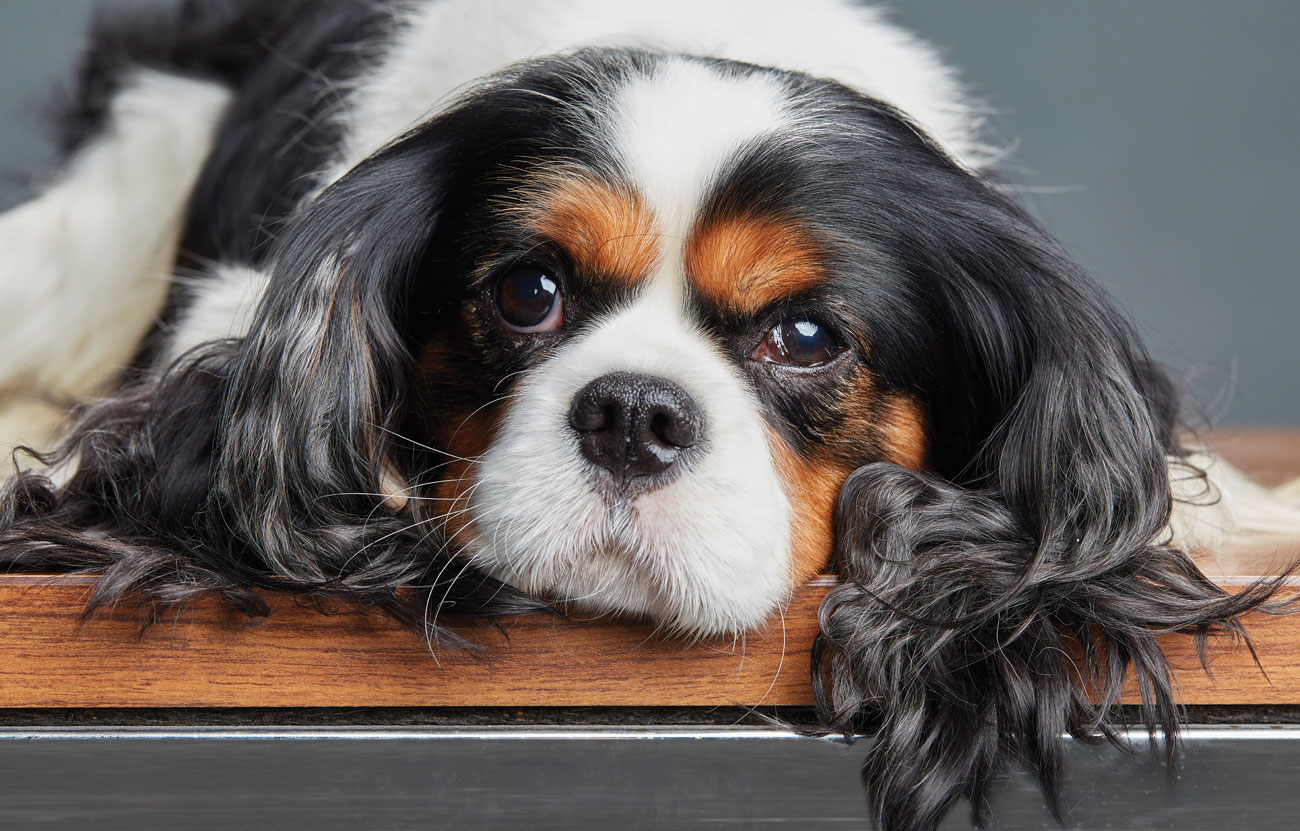 Westminster dog show cavalier best sale king charles spaniel 2019