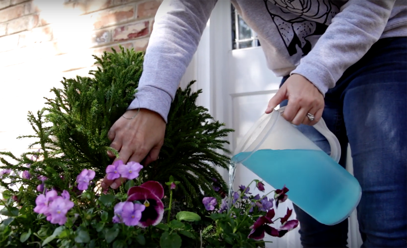 Video Fertilizing Winter Flowers