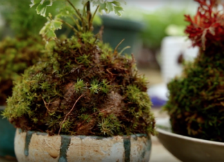 Video: How To Make A Japanese Moss Garden