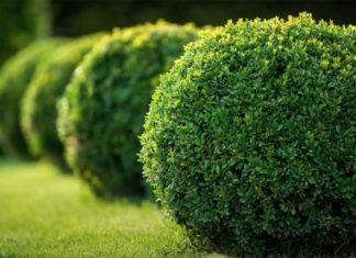 Video: Planting Design 101