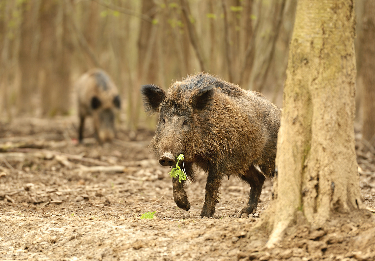 Feral Hogs Are the Worst Invasive Species You've Never Thought