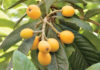 Loquat: Jewel of the South