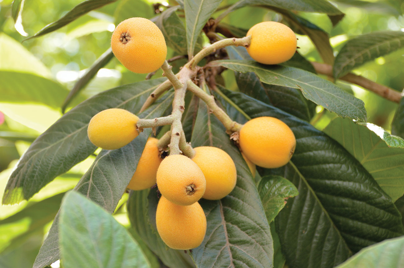 peach trees in nc